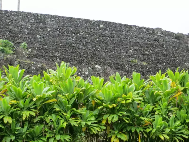 A row of plants growing in front of a rock wall.