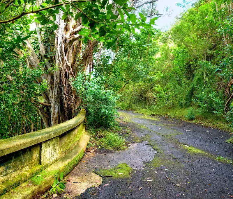 a road in hawaii with trees
