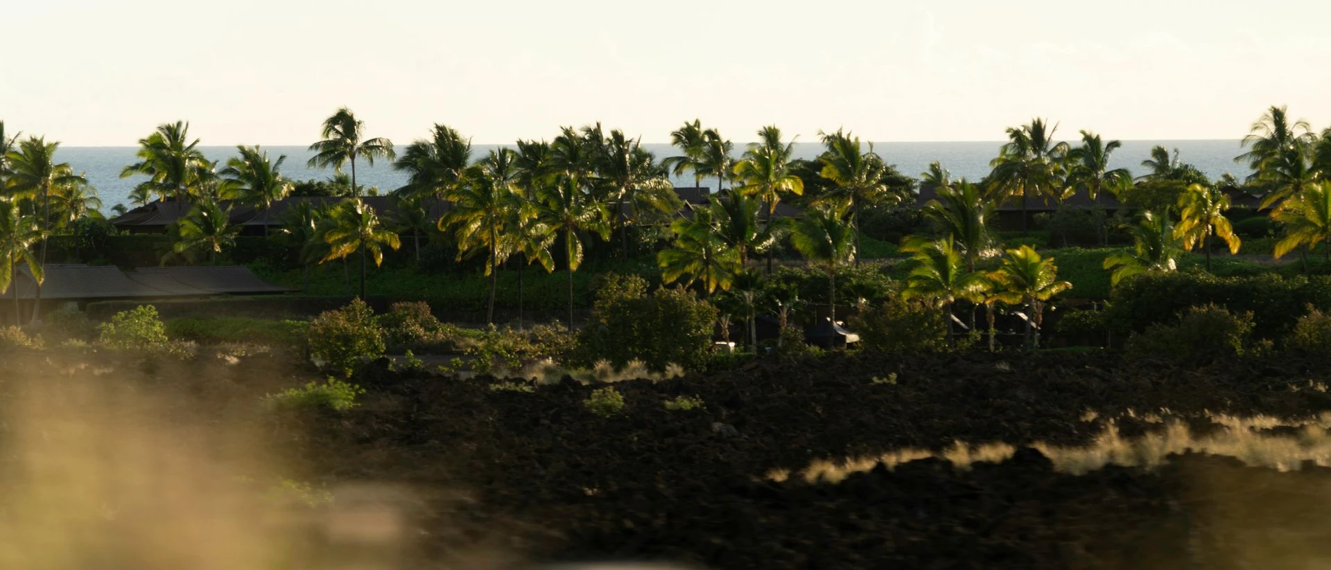 Tropical scene: palm trees, ocean, buildings nestled in greenery, golden sunlight.